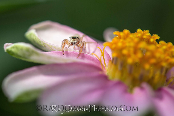 flower with spyder