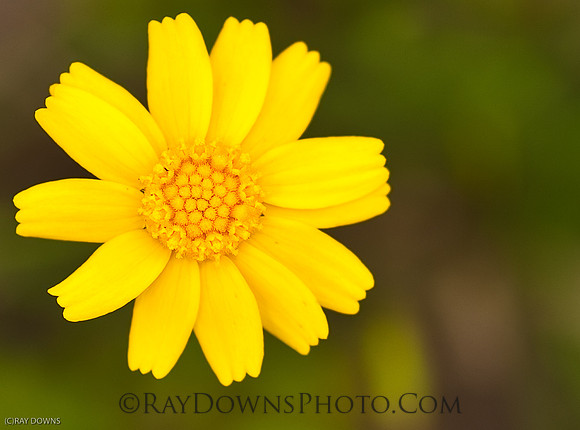 Yellow Flower 2