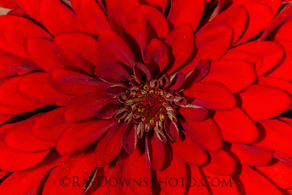 Zinnia