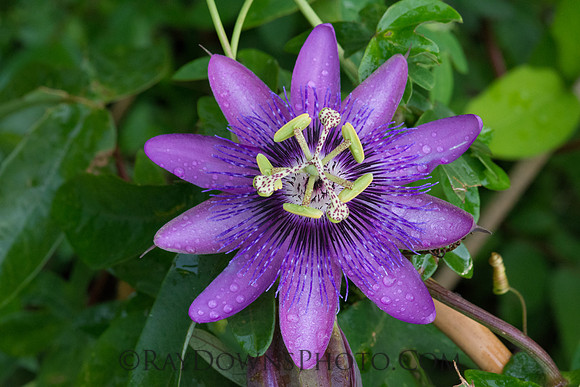 Passion Flower