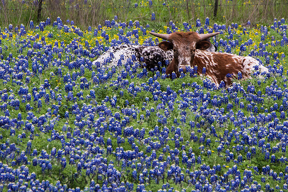Ennis Bluebonnet Trail 2017