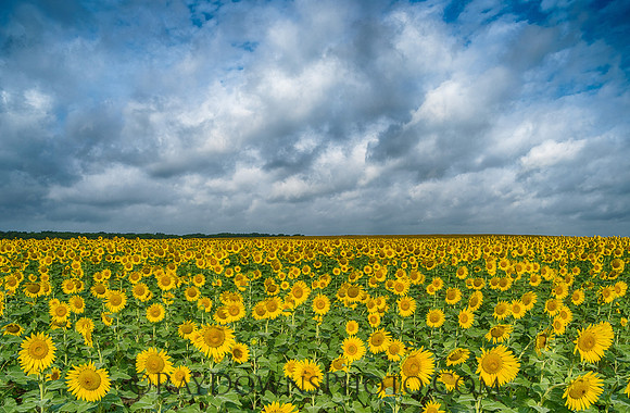 Sunflowers and clouds
