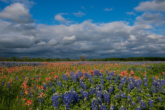 Ennis Bluebonnet Trail 2017