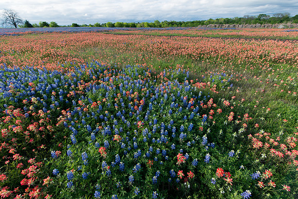 Ennis Bluebonnet Trail 2017
