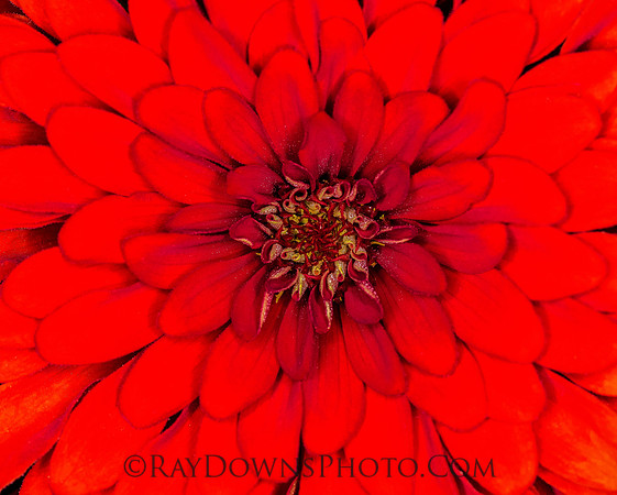 zinnia