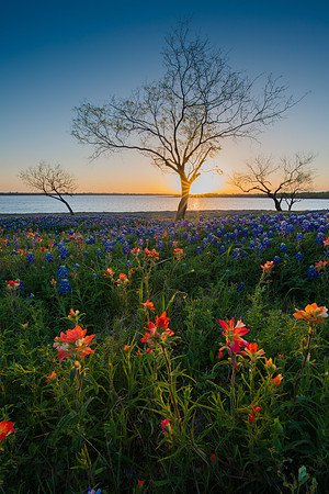Ennis Bluebonnet Trail 2017