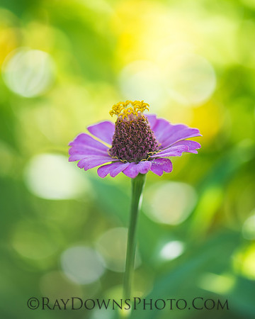 zinnia