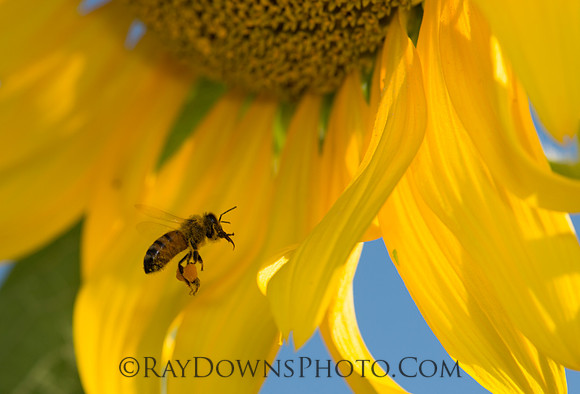 Sunflower with Bee