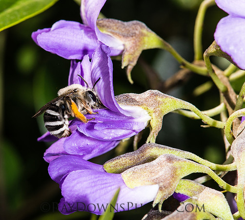 Bee and flowers