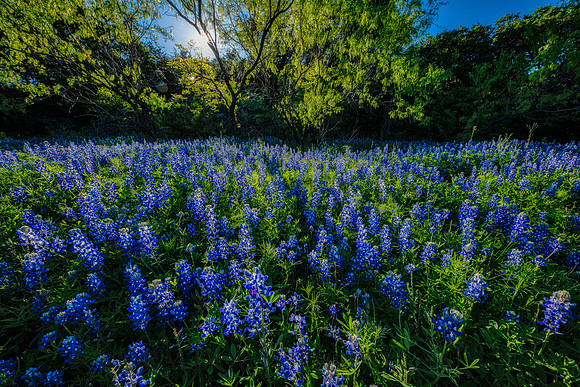 Bluebonnet