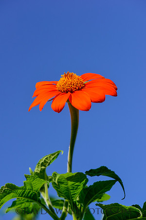 Mexican Sunflower