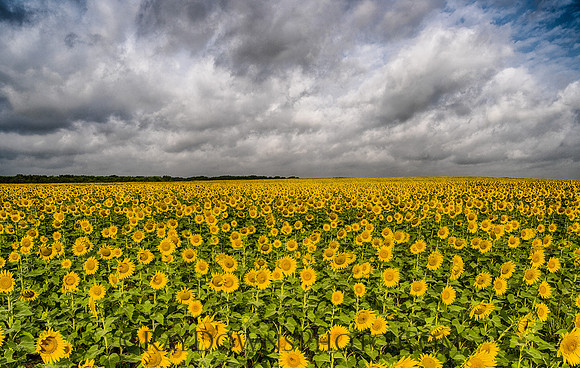 Sunflowers and clouds