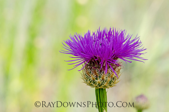 Basket Flower