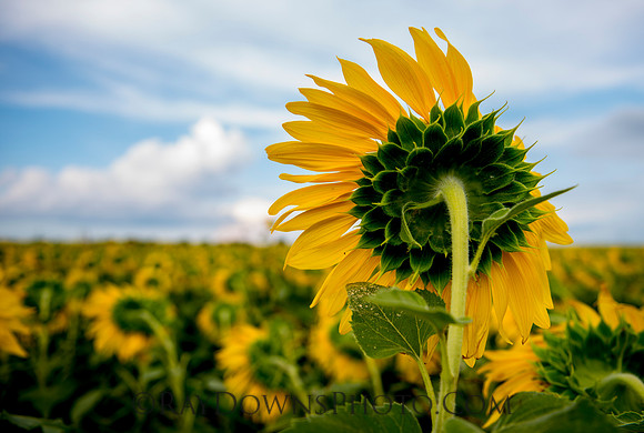 Sunflowers