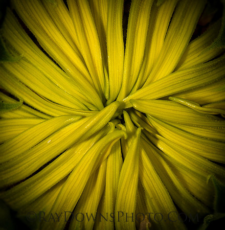 Sunflower close up
