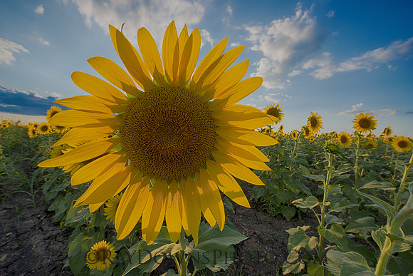 Sunflower up close