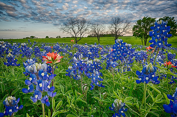 Blue Bonnets Ennis Tx