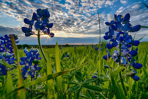 Blue Bonnets