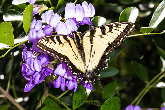 Butterfly and flowers
