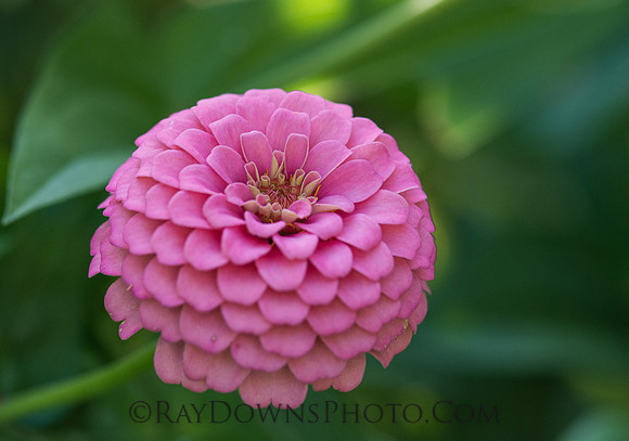zinnia