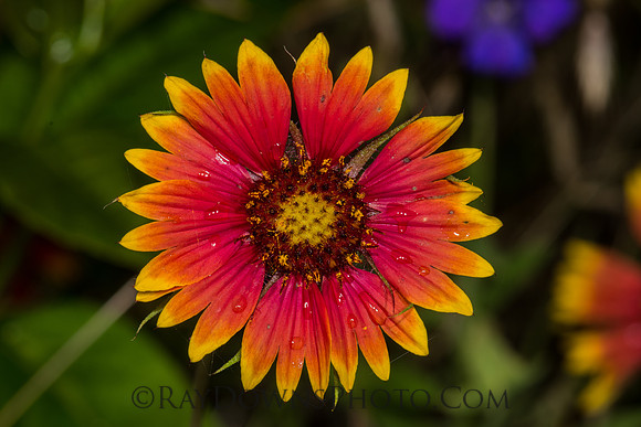 Firewheel