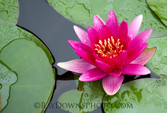 water flower