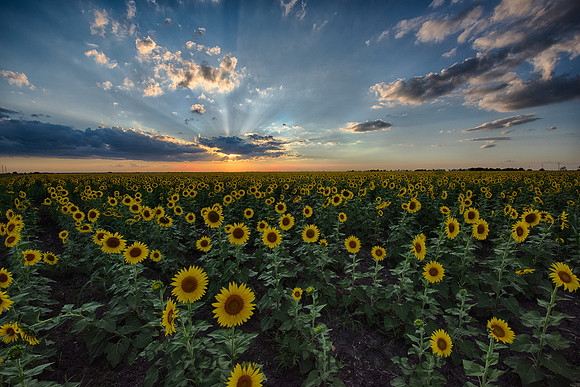 Sunflowers at sunset 2