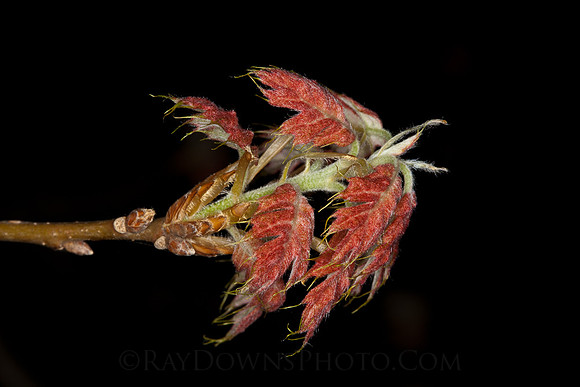Red Oak leafing out.