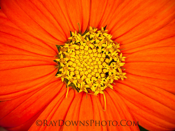 Mexican Sunflower