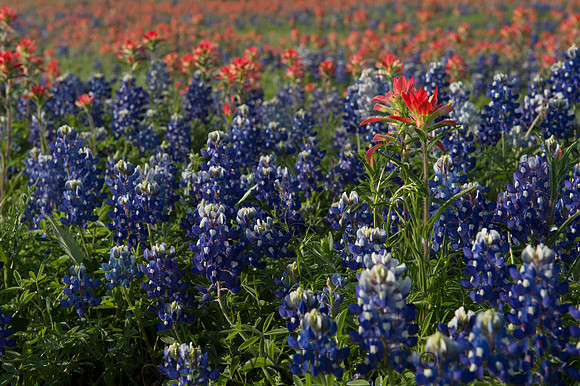 Texas Bluebonnets and Indian Paintbrush