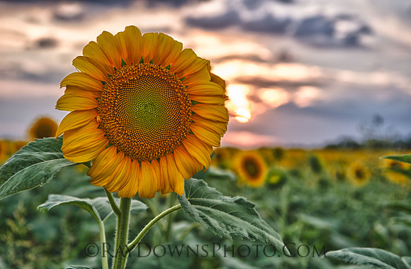 Sunflower