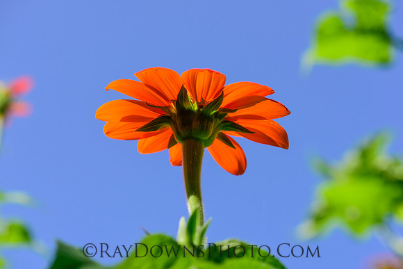 Mexican Sunflower