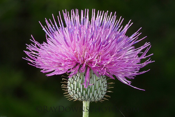 Thistle