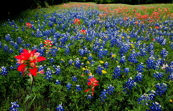 Wildflowers - Texas bluebonnets