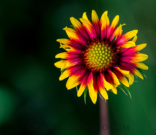 Indian Blanket