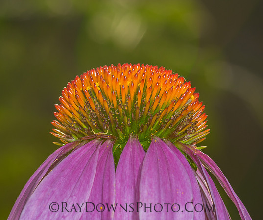 Cone flower