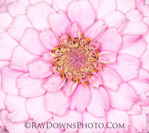 zinnia