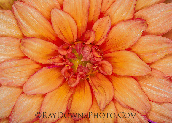 zinnia
