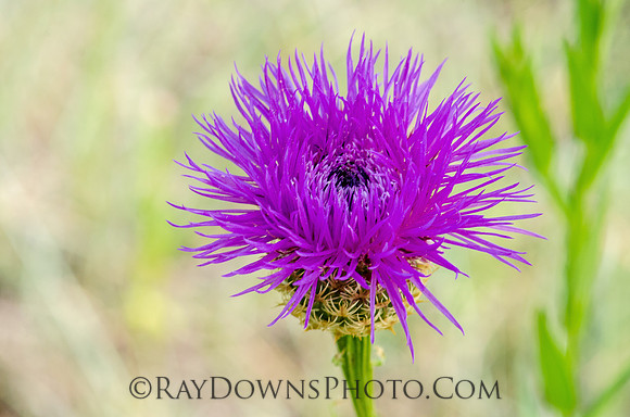 Basket Flower