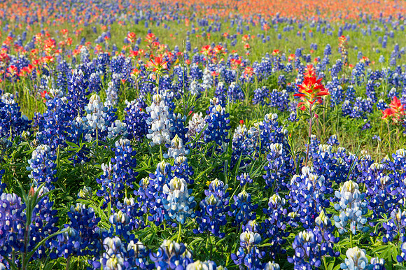 Texas Blue Bonnets and Indian Paintbrush
