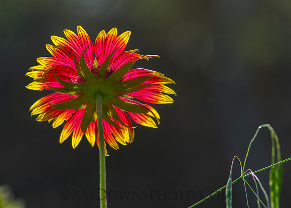 Firewheel