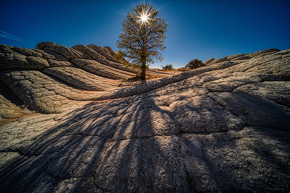 White Pocket Tree