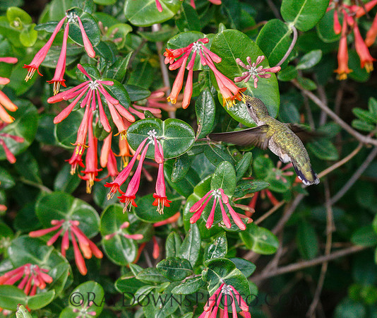 Hummingbird drinking out of coral honey suckle