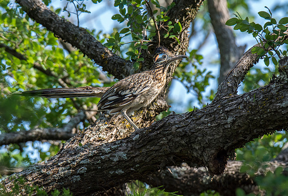 Roadrunner