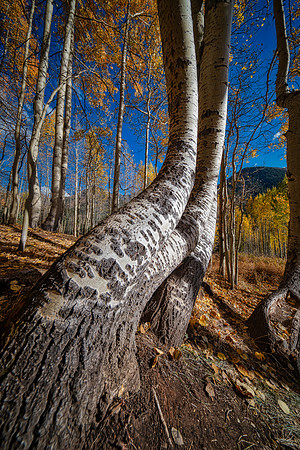Dancing Aspens Ophir Colorado