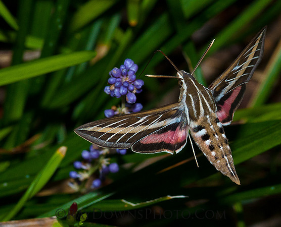 Hummingbird moth