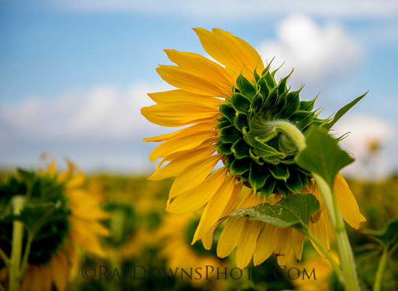 Sunflower view