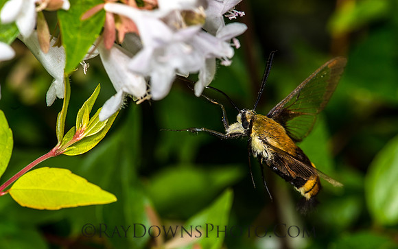 Bumble Bee Moth on Flower