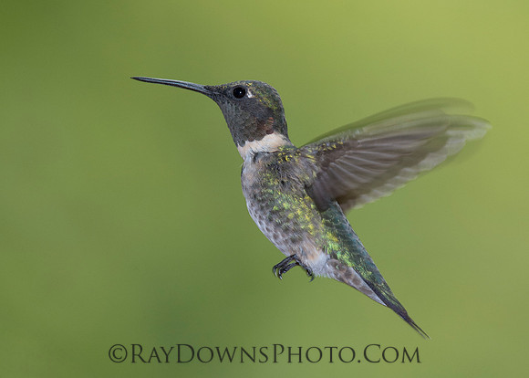 Male Black-Chinned Hummingbird