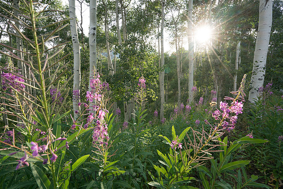 Aspens with sunburst